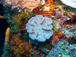 IMG 3322 Ridged Cactus Coral
